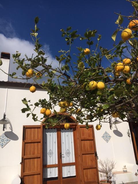 Uliveto House Bed & Breakfast Castellammare del Golfo Eksteriør bilde